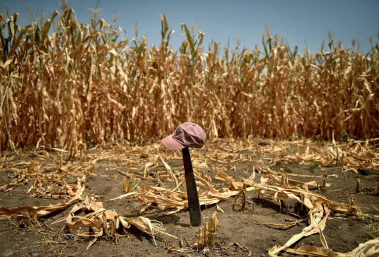 The corn crop affected by drought in Usulutan, southeast of San Salvador in July, 2018