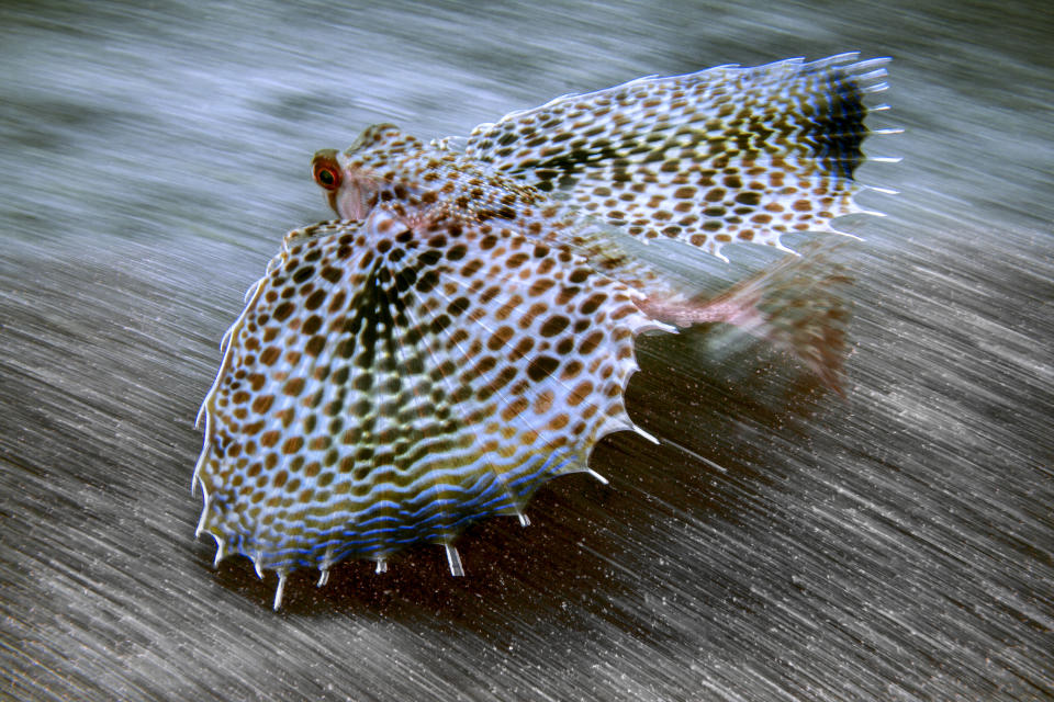 <p>Large pectoral fins of the oriental flying gurnardsem remind us of airplane wings in Osezaki, Nishi-Izu, Shizuoka Prefecture, Japan, May 31, 2015. The fish glides its way very low over the sea floor. (Photograph by Toru Kasuya) </p>