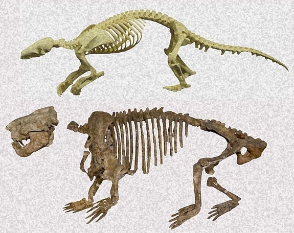 A modern-day pangolin (<i>Manis pentadactyla</i>) skeleton (top) and the ancient <i>Ernanodon antelios</i> (bottom).