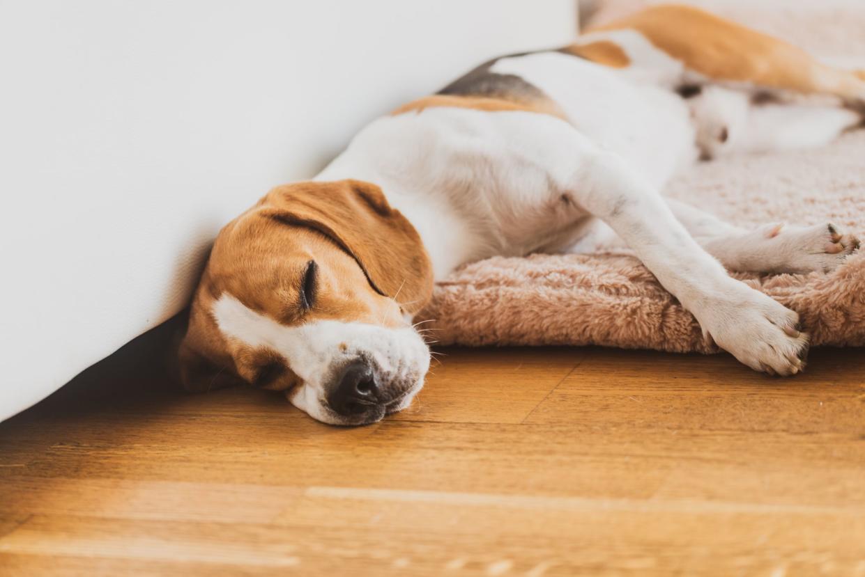 Dog sleeping on the floor beagle dog in house indoors background