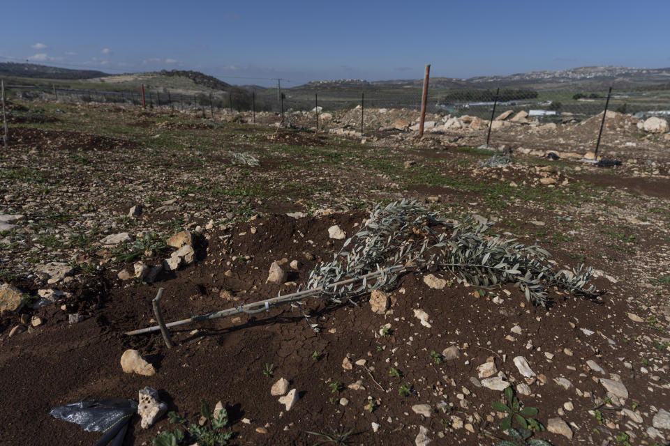 A damaged young olive tree belonging to Palestinians lies on the ground after it was vandalized by Israeli settlers near the West Bank village of Burqa, north of Nablus, Friday, Jan. 21, 2022. Palestinian residents of Burqa say the settlers' continued presence in Homesh, which was officially dismantled in 2005, makes it difficult to access their land and move safely in and out of their village. (AP Photo/Nasser Nasser)