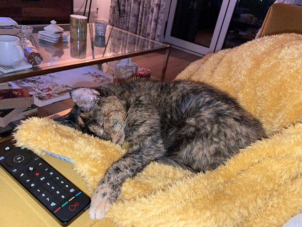 Flossie likes to curl up in her favorite yellow blanket, according to Guinness World Records. / Credit: Guinness World Records