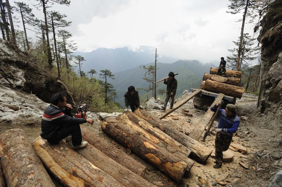 In this May 28, 2011 photo released by Fauna & Flora International Tuesday, April 1, 2014 for editorial use, workers load Illegally logged timber into a truck in Sawlaw, northern Kachin State, Myanmar. The British-based conservation group said Tuesday illegal Chinese logging and demand for monkey bones are threatening the Myanmar snub-nosed monkey, a rare monkey species in northern Myanmar. (AP Photo/Jeremy Holden, Fauna & Flora International)