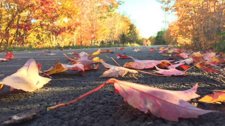 Why unseasonably warm weather could endanger fall's brilliant colours