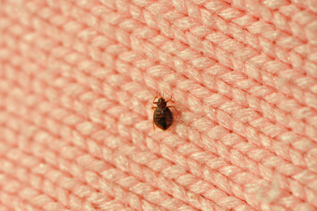 A bedbug pictured on a blanket, is an infestation coming to the UK? (Getty Images)