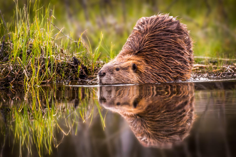 Beaver Reflection