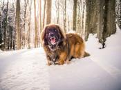 <p>Affectionate might be an understatement — Leos want to be with their families at all times! These sweet companions have the potential to be excellent therapy dogs, but probably not lap dogs. They can weigh up to 160 pounds.</p>