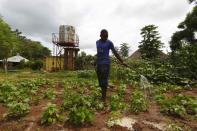 Un trabajador de la comunidad riega los cultivos en Chikuni, al sur de Zambia.