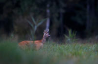 <p>Erwischt. Fotograf Vasily Fedosenko gelang dieses Foto aus sicherer Entfernung. Das kleine Reh steht alleine mitten auf der Lichtung in der Nähe des Dorfes Rum in Weißrussland und fühlt sich völlig unbeobachtet. (Bild: Vasily Fedosenko/REUTERS) </p>