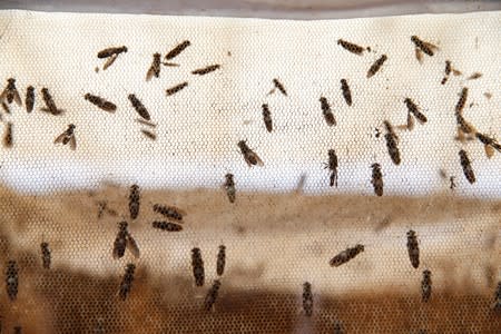 Black soldier flies are seen breeding inside netted enclosures at the Sanergy organics recycling facility near Nairobi