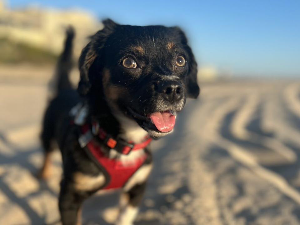 Rachelle Dejean's puppy on the beach