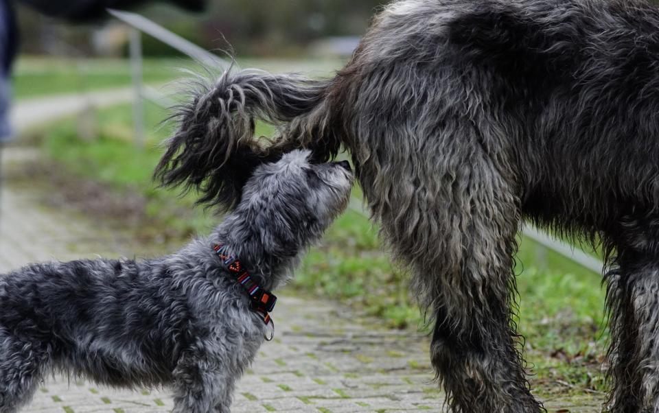 Dogs often sniff each other because it tells them about the other animal’s identity, gender, health, mood, diet, and confirms whether they've met before - Anke Sauerwein / EyeEm 