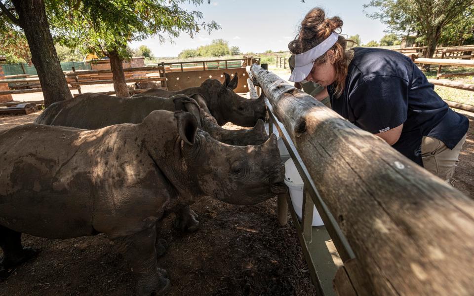 Conservation NGO African Parks has purchased the worldâ€™s largest captive rhino breeding operation in an attempt to re-wild 2000 rhino to safe areas across Africa. Some of the 2000 strong herd at a rhino farm outside Johannesburg