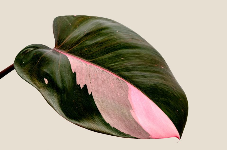 Pink princess philodendron