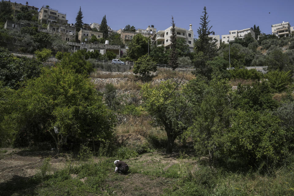 A Palestinian farmer collects herbs in the West Bank village of Battir Sunday, June 4, 2023. Environmental groups say an Israeli settlement project slated for a nearby hilltop could threaten the ancient terraces of the village, which has been recognized as a UNESCO world heritage site. (AP Photo/Mahmoud Illean)