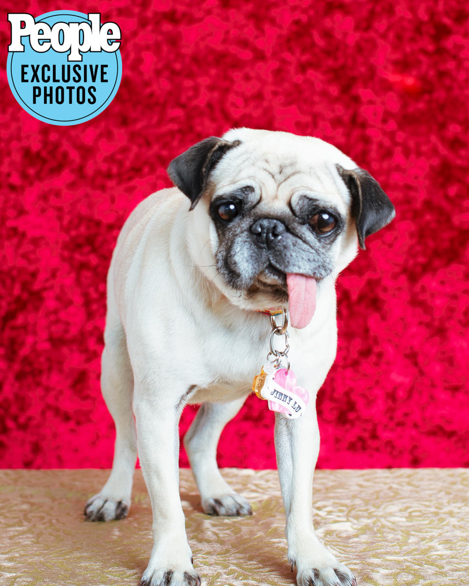 <p>Jerry Lu looked paws-itively thrilled to take part in the 2022 Ugliest Dog Contest, where they came in sixth place.</p>