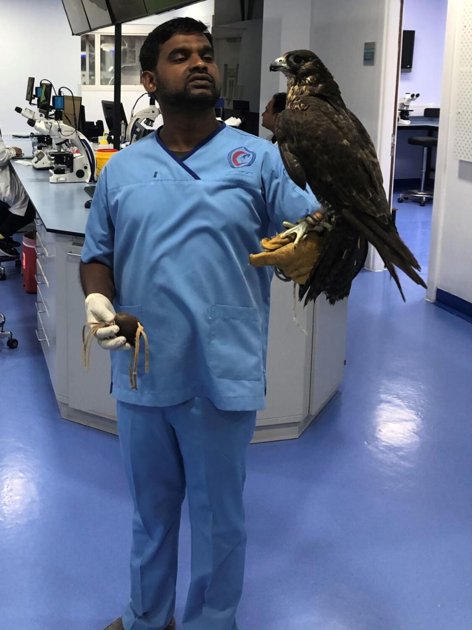 A doctor at the Souq Waqif Falcon Hospital in Doha, Qatar, examines a Falcon on his arm.