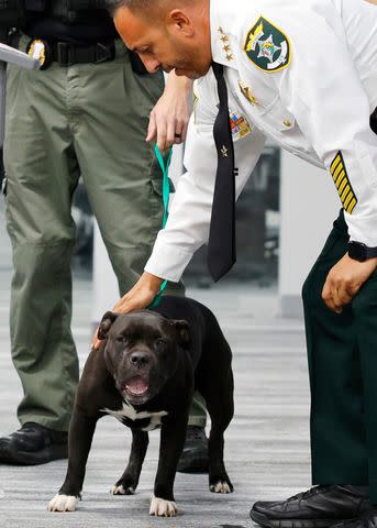 <p>Lee County Sheriff's Office</p> The young pit bull mix joined Lee County Sheriff Carmine Marceno at a press conference