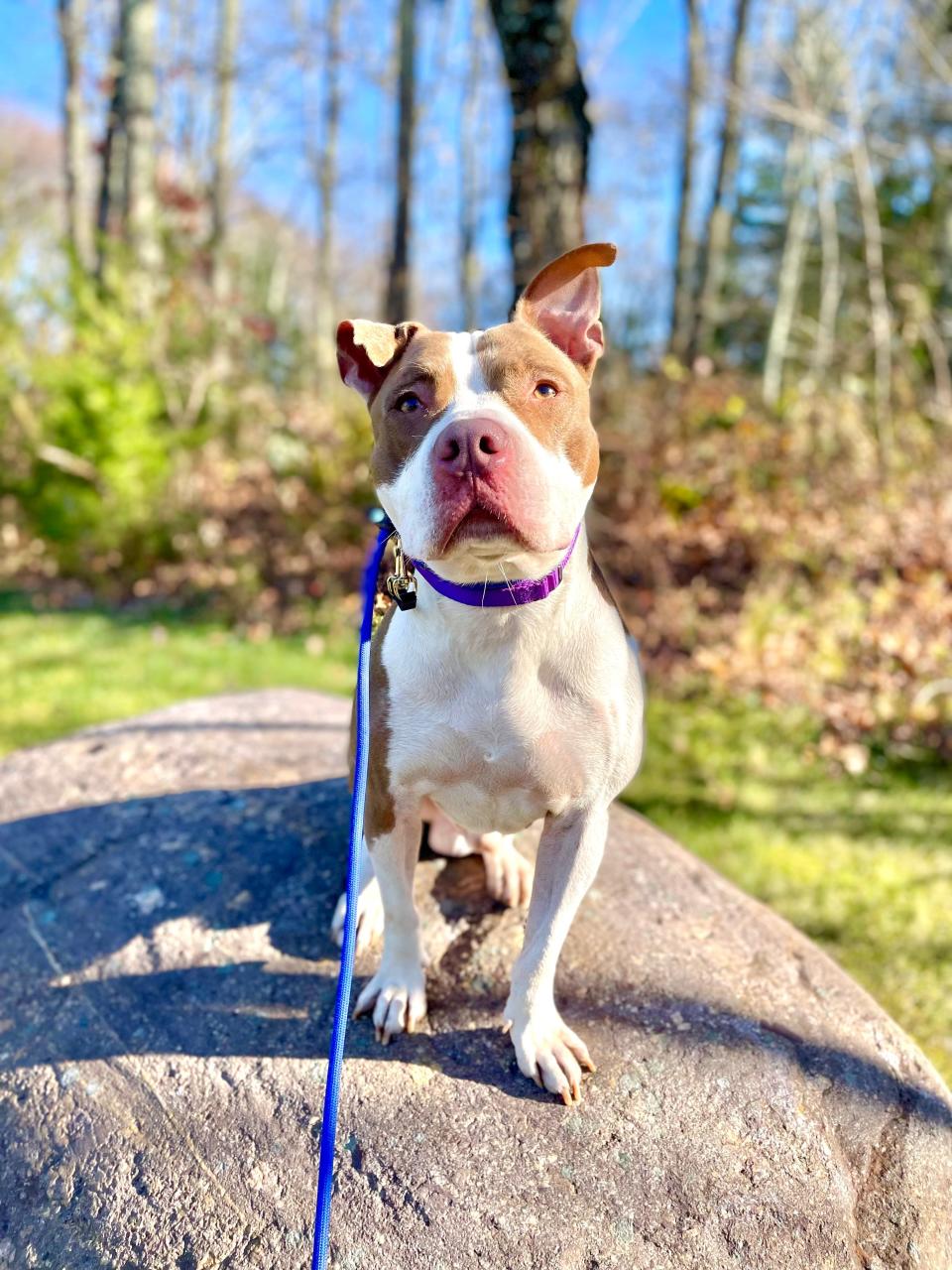 Pluto the 4-year-old pit bull who was rescued and rehabilitated by Steve Del Savio of Pack Leader Dogs in New Jersey. Pluto is currently up for adoption through PupStarz Rescue.