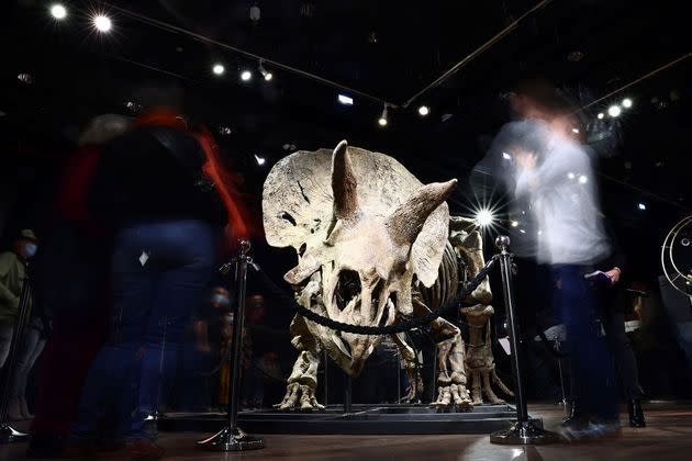 <p>"Big John", le tricératops sera vendu jeudi aux enchères de Drouot à Paris.</p>