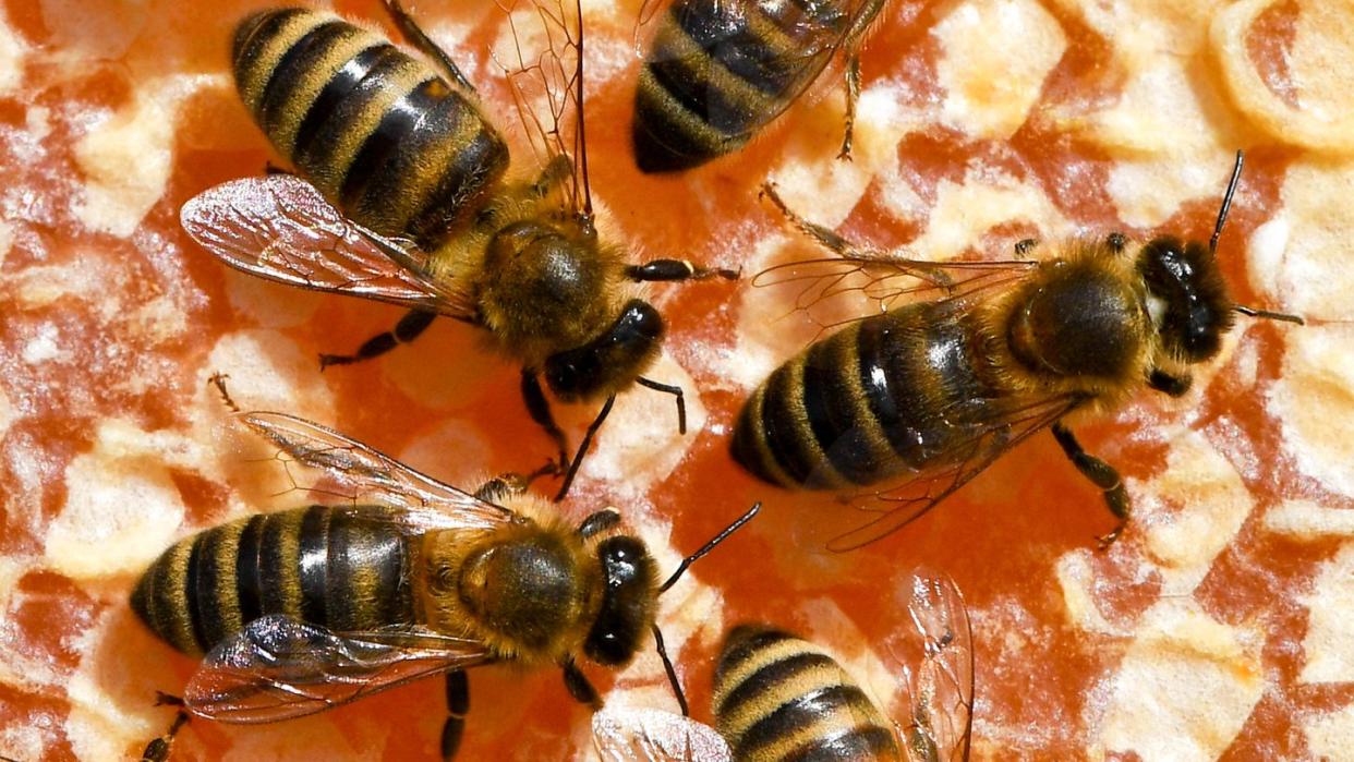 Freilandverbot für bienenschädliche Insektizide? In Brüssel wird abgestimmt. Foto: Jens Kalaene