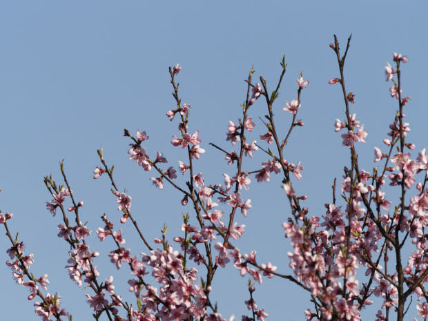 Peach blossom, the Delaware state flower<p>iStock</p>