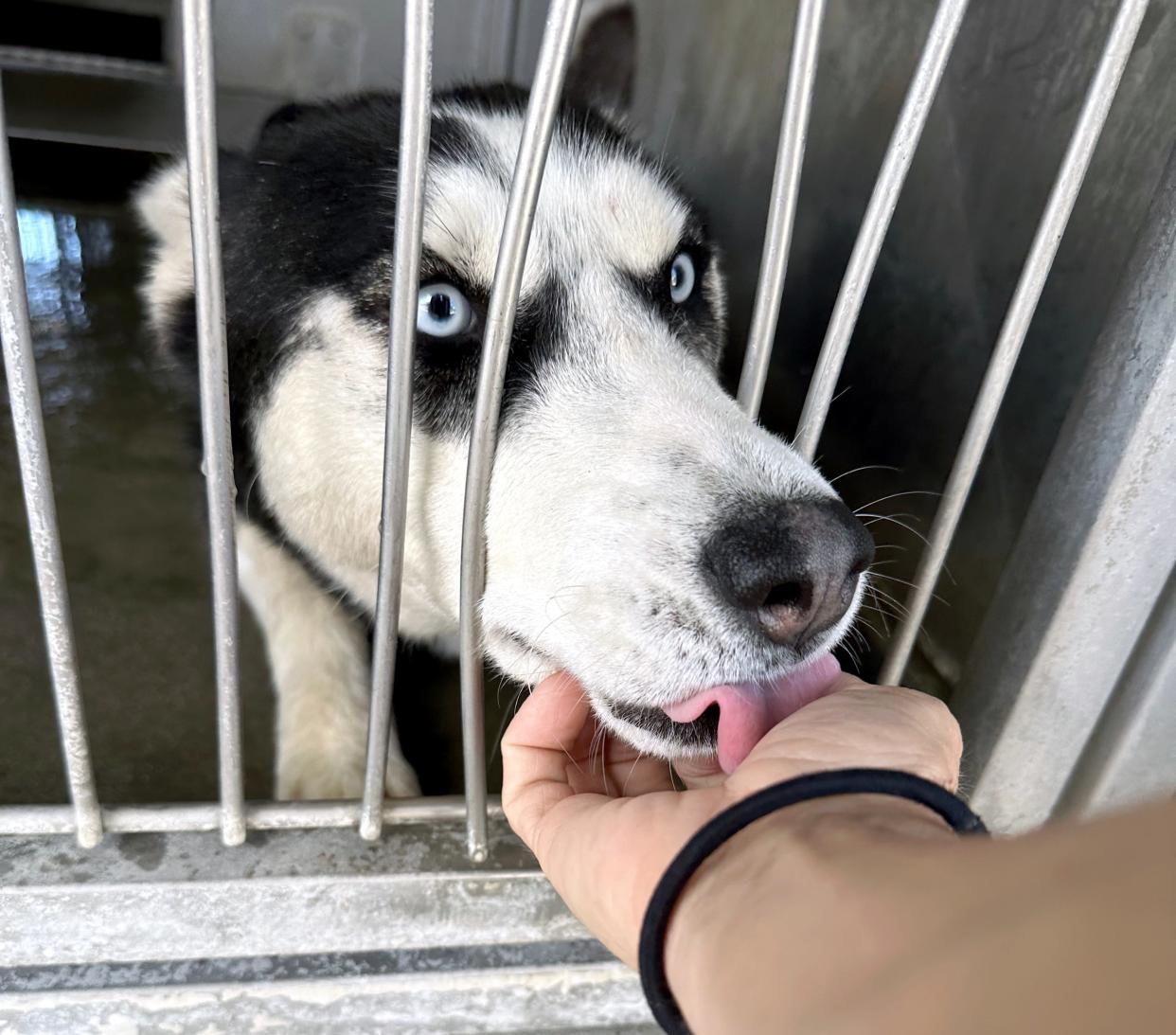 This husky was rescued by Husky Halfway House in Eufaula. H3's founder Jenni Dietsch says that Wagmor Pets, a celebrity-endorsed dog rescue based in California, has been raising funds by claiming it rescued huskies that Dietsch had already paid to rescue and transport to Oklahoma.