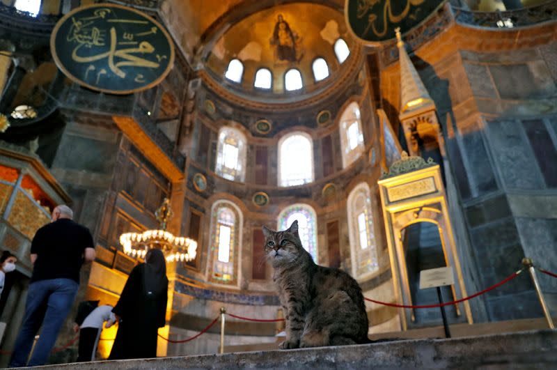 FILE PHOTO: Gli the cat of Hagia Sophia or Ayasofya is pictured in Istanbul