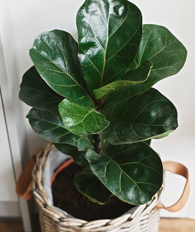 10 Common Houseplants That Are Difficult to Take Care Of