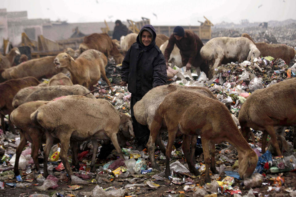 Shepherd herding cattle in Pakistan