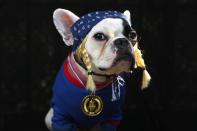 NEW YORK, NY - OCTOBER 20: French Bulldog Lula poses as the Olympic Team USA at the Tompkins Square Halloween Dog Parade on October 20, 2012 in New York City. Hundreds of dog owners festooned their pets for the annual event, the largest of its kind in the United States. (Photo by John Moore/Getty Images)