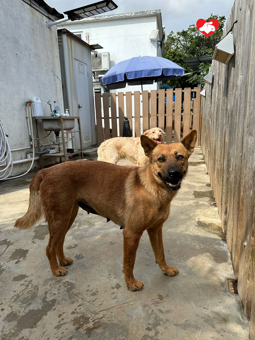 Volunteer Wenwen once took Hope to a training school to learn the etiquette of getting along with people and dogs.