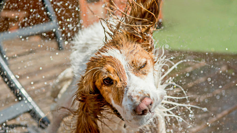 Dog shaking himself dry after a bath