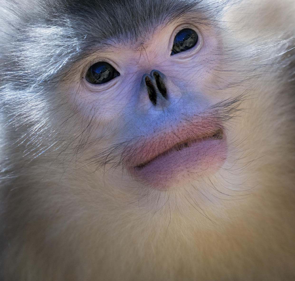 https://www.gettyimages.co.uk/detail/photo/adult-black-snub-nosed-monkey-portrait-royalty-free-image/659071372?phrase=Snub-nosed%2Bmonkey