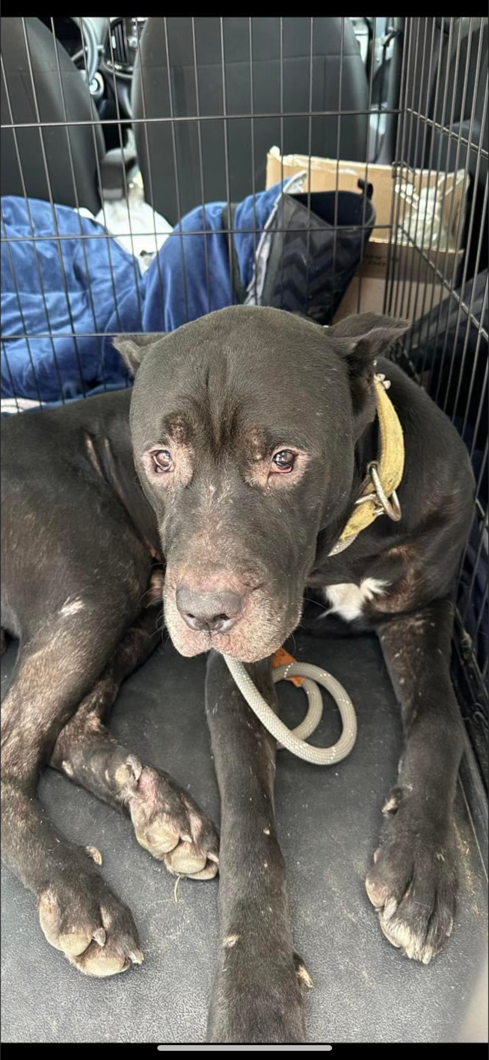 A second malnourished dog of 24 that received medical treatment at Cheshire Abbey animal shelter in Jackson.