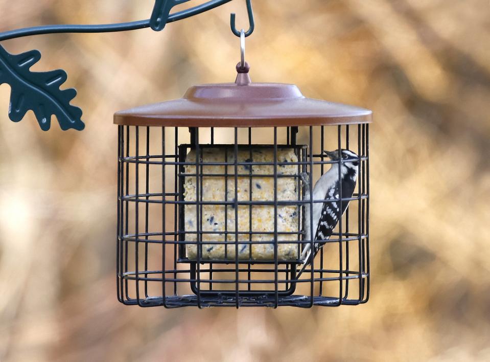 Squirrel-Proof Double Suet Bird Feeder