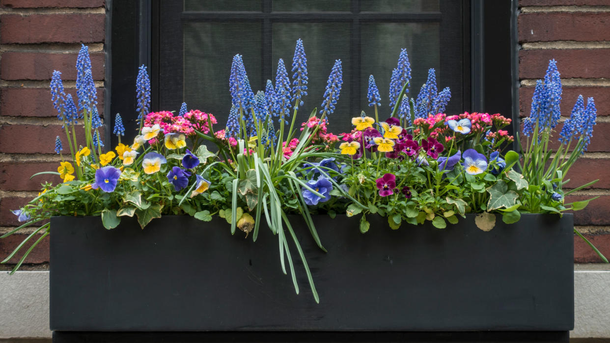  Window box with pansies and muscari. 