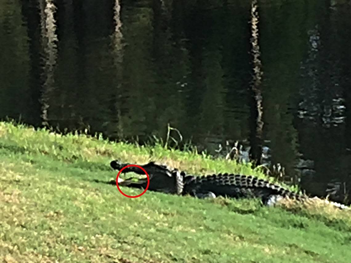 A golf ball ended up in an alligator’s mouth in Palmetto Hall in March 2016. “Looking at the photo I took you can see what looks like a white ball in the front of it’s mouth but that’s not it. That’s a light reflection. My green/yellow ball is sitting 6 inches to the right in the middle of the gators tongue!” golfer George Salemi said.