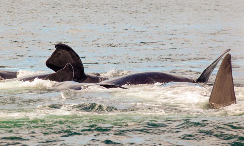 North Atlantic right whales mate off the coast of Canada.