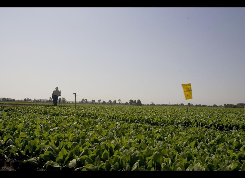 In September 2006, the FDA issued a statement warning of E. Coli bacteria in spinach. The <a href="http://www.fda.gov/NewsEvents/PublicHealthFocus/ucm179124.htm" target="_hplink">outbreak</a> originated on a central California farm. It eventually claimed five lives and <a href="http://www.cdc.gov/ecoli/2006/september/updates/" target="_hplink">caused 205 illnesses across 26 states</a>, with most cases occurring in the Midwest. Ultimately, the spinach industry reported a $350 million loss as a result of the outbreak.   