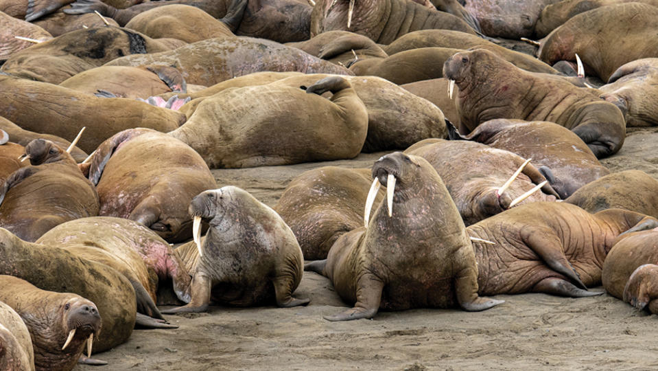 Walruses en route