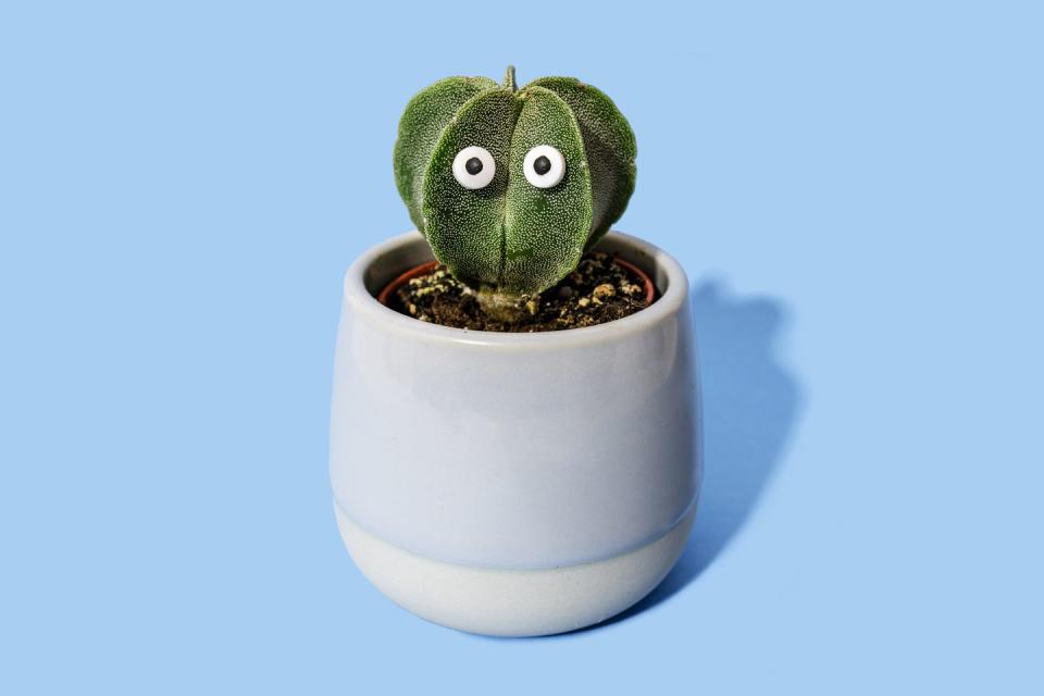 funny cactus with eyes on a ceramic pot on blue background