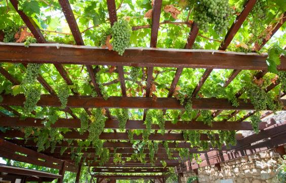 Crete has plenty of vineyards (Getty/iStock)