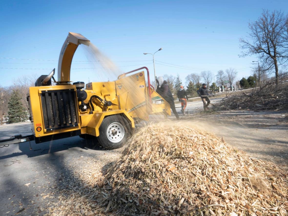 The city will turn the fallen tree branches into woodchips and wood paste. (Ivanoh Demers/Radio-Canada - image credit)