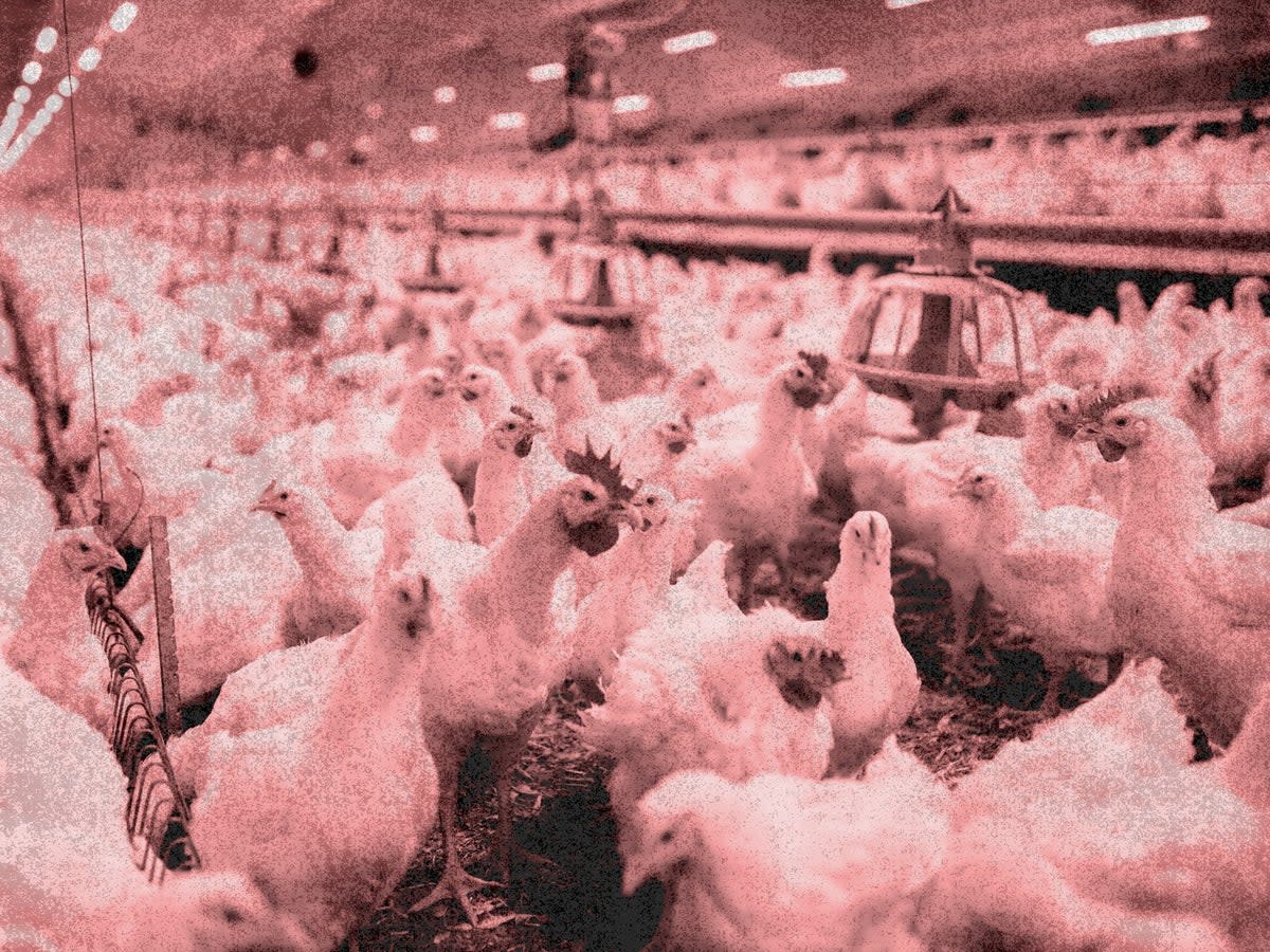 Workers in chicken sheds say they had experienced flashbacks from watching the birds die in extreme heat (The Independent)