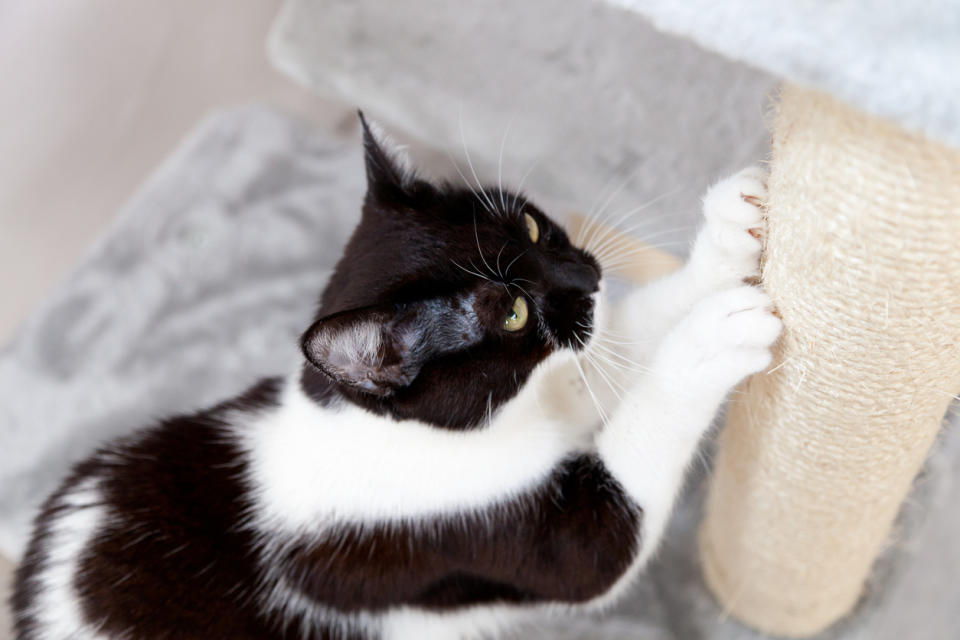 Keep your cats happy and your furniture safe with these cat trees. (Source: iStock)