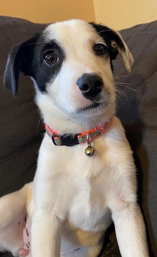 This is Panda. She's 2 months and 21 days old and could grow to as much as 44 pounds as an adult. She's been in the shelter system since October, and is in a foster home, according to the online listing of available pets viewed Dec. 7 at fmtn.org/animalshelter.