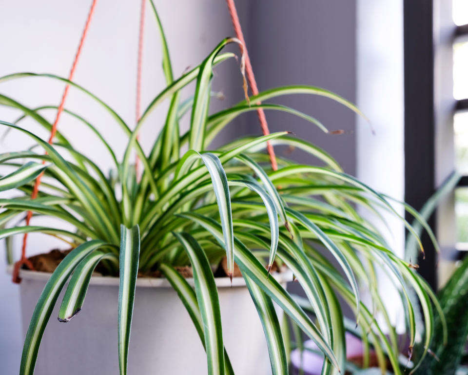 5. Spider plant