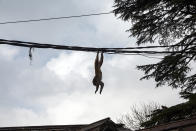 A macaque jumps from a wire on to a building roof in Dharmsala, India, Wednesday, Feb. 26, 2020. (AP Photo/Ashwini Bhatia)