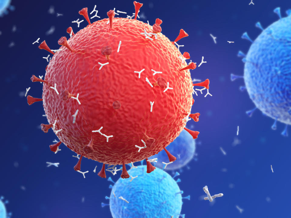 Illustration of antibodies (y-shaped) responding to a coronavirus infection. Different strains of coronavirus are responsible for diseases such as the common cold, gastroenteritis and SARS (severe acute respiratory syndrome). The new coronavirus SARS-CoV-2 (previously 2019-CoV) emerged in Wuhan, China, in December 2019. The virus causes a mild respiratory illness (Covid-19) that can develop into pneumonia and be fatal in some cases. The coronaviruses take their name from their crown (corona) of surface proteins, which are used to attach and penetrate their host cells. Once inside the cells, the particles use the cells' machinery to make more copies of the virus. Antibodies bind to specific antigens, for instance viral proteins, marking them for destruction by phagocyte immune cells.